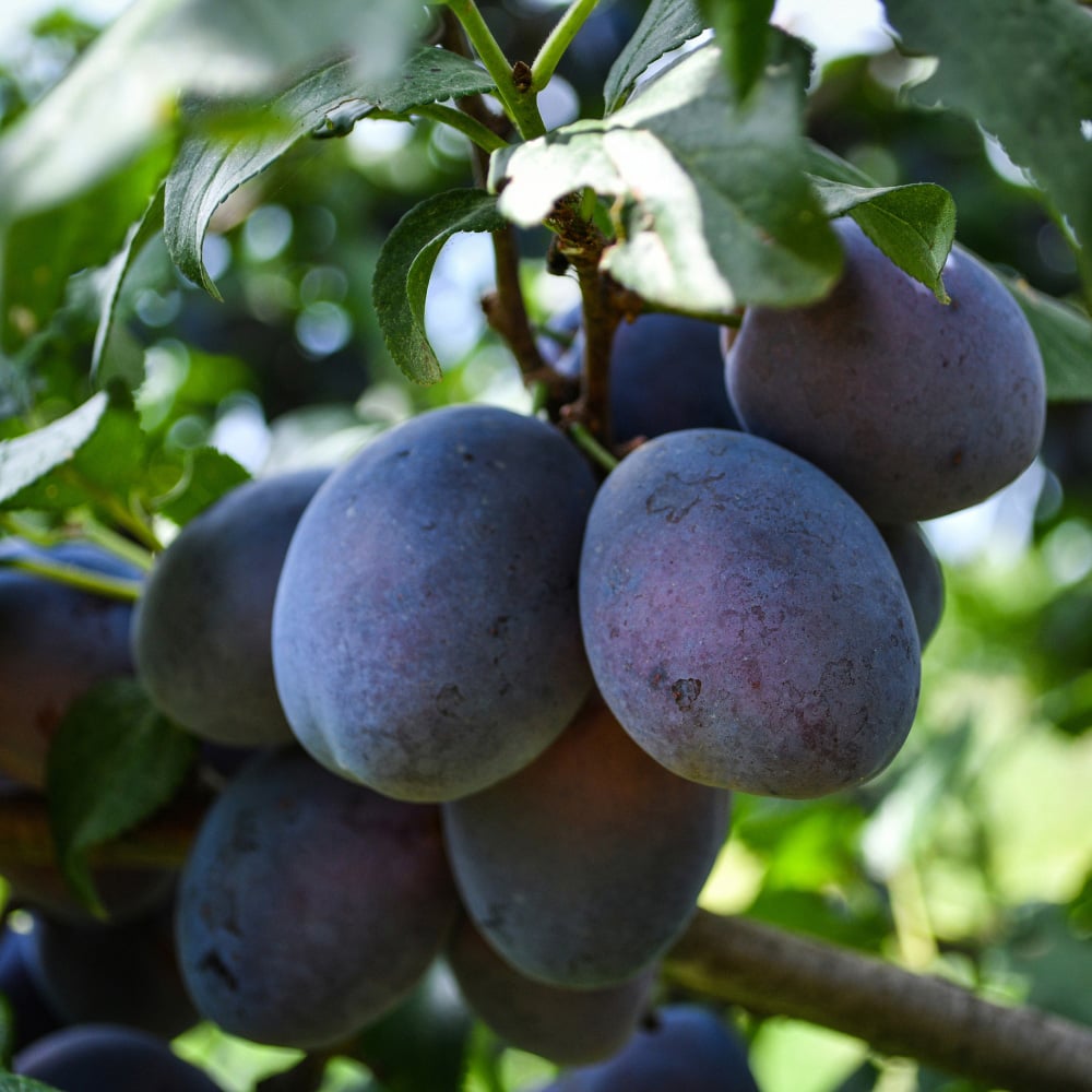 Thompson and Morgan Fruit Patio Tree Collection Plant Pot 9cm 3 Pack Image 4