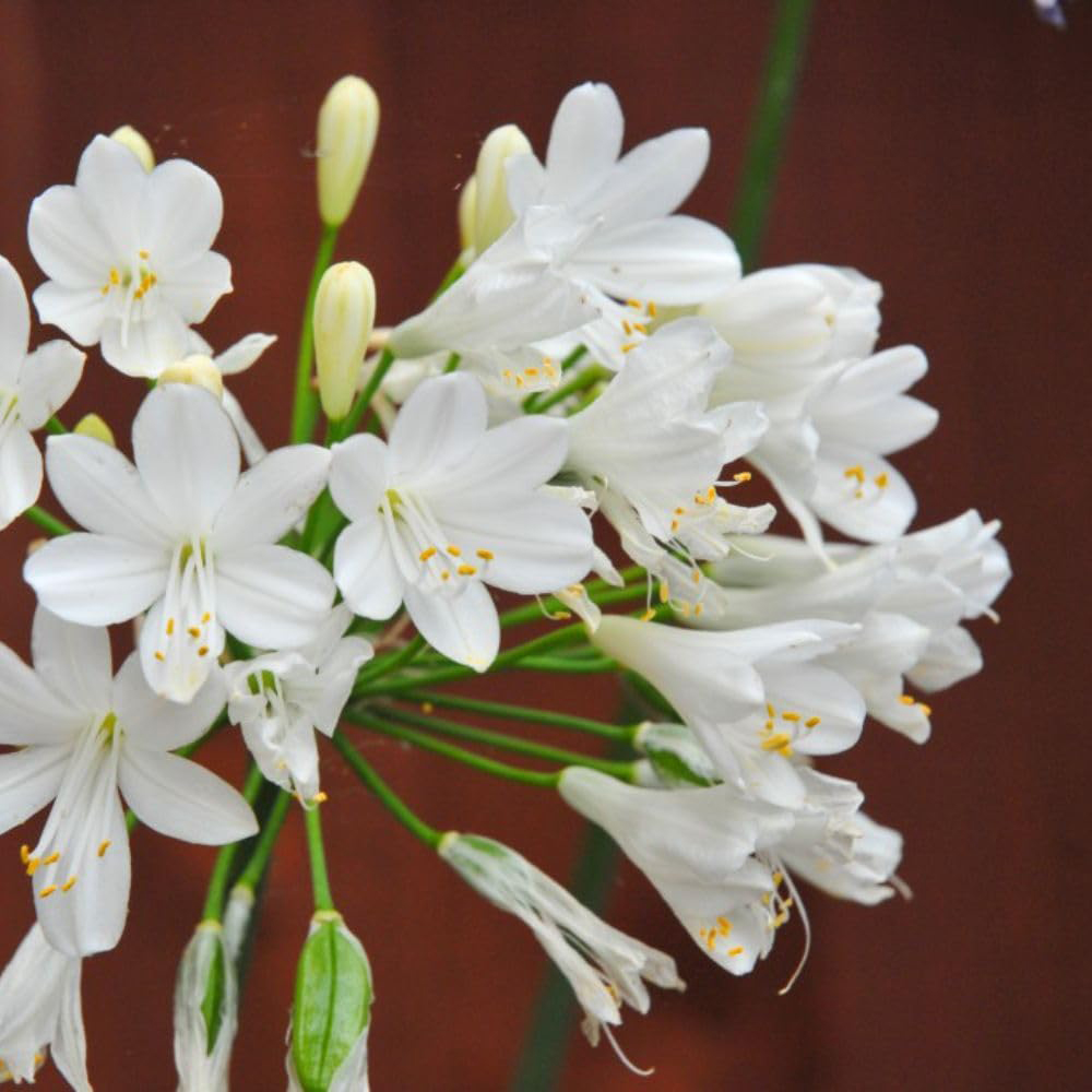 Thompson and Morgan Agapanthus Ever White Plant Pot 2.5L Image 4