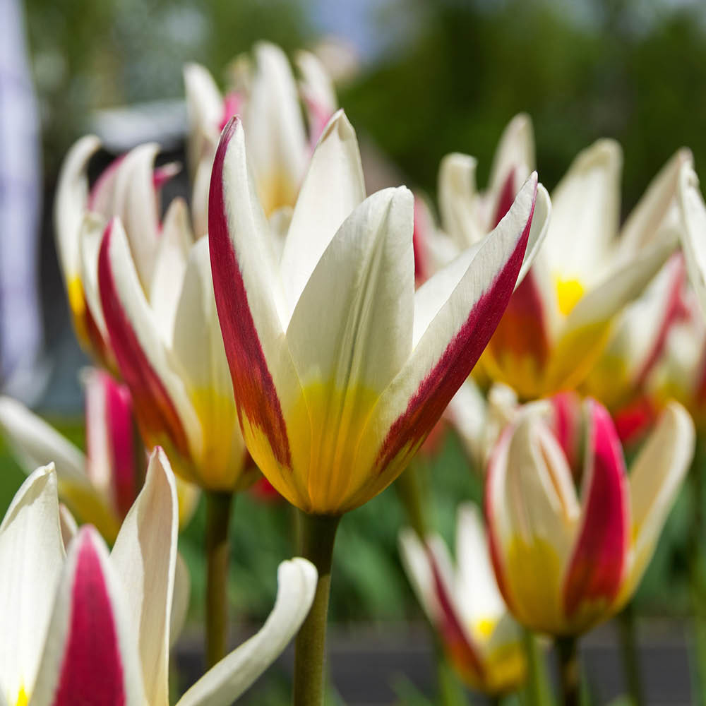 YouGarden First Spring Tulip and Crocus Mix Planting Bulb 48 Pack Image 2