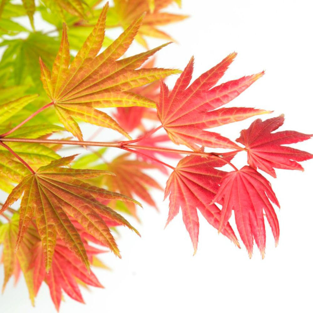 Thompson and Morgan Acer Mini Standard Shirasawanum Moonrise Plant Pot 3L Image 3