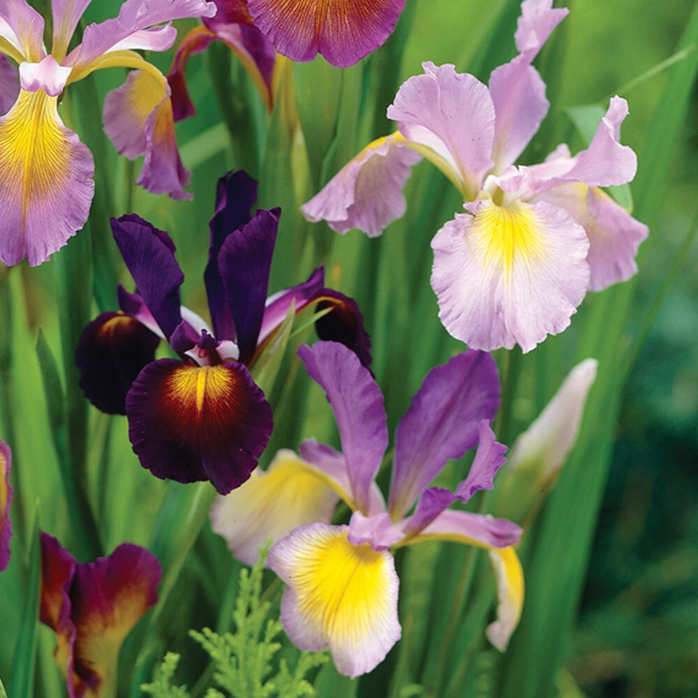 Thompson and Morgan Iris Metallic Mixture Autumn Planting Bulb 160 Pack Image 3