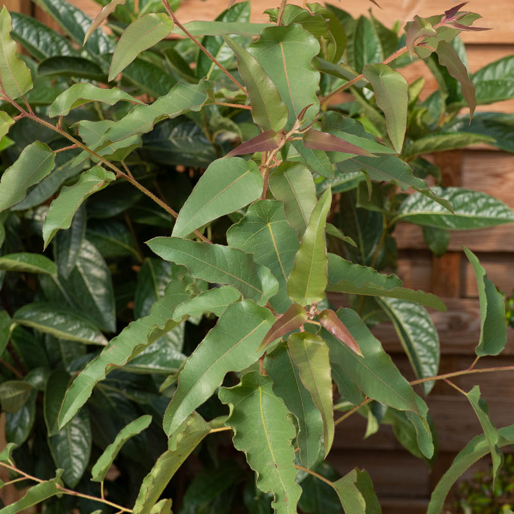 YouGarden Eucalyptus Collection Plant Pot 9cm 3 Pack Image 3