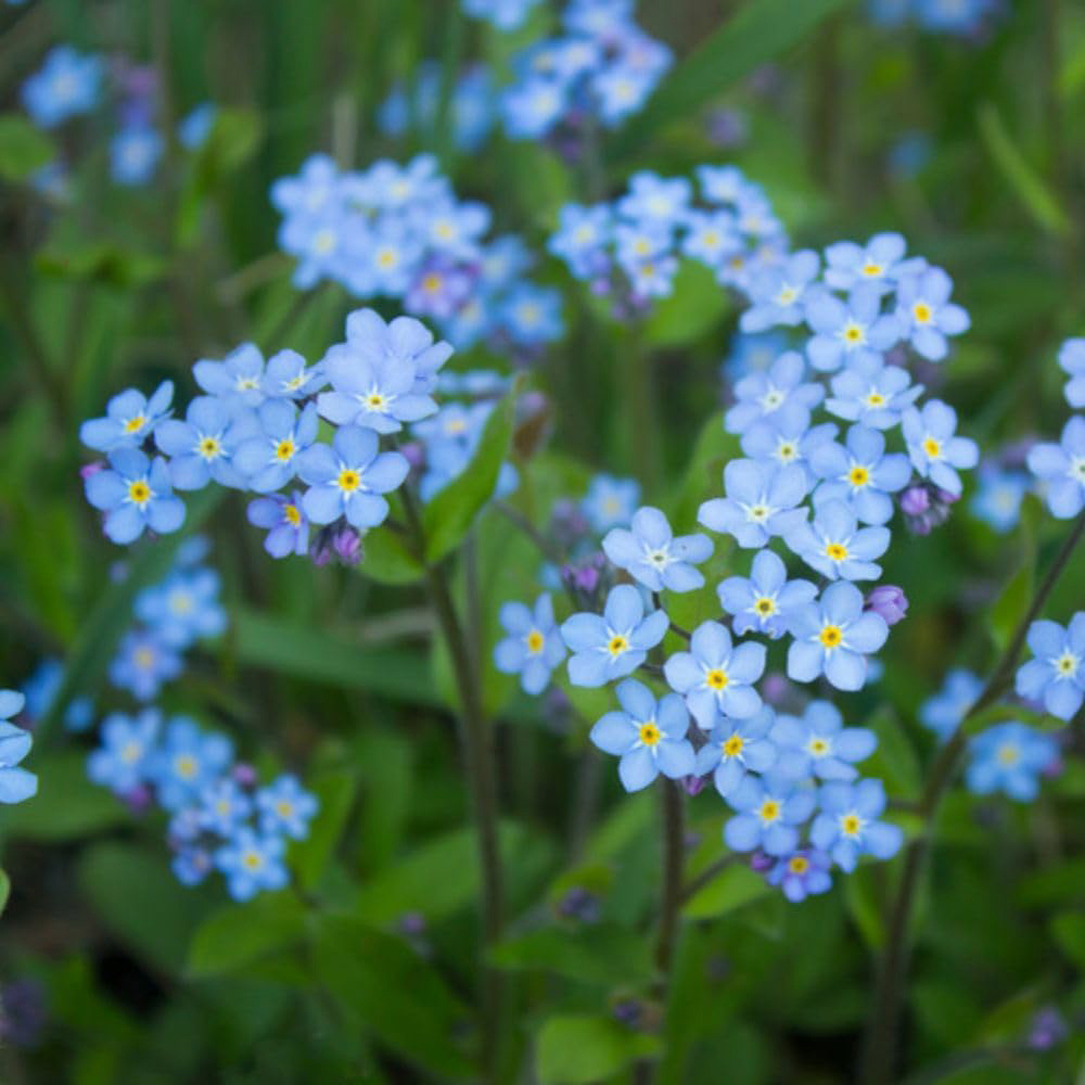 Thompson and Morgan Myosotis Scorpioides Plant Pot 1L 3 Pack Image 2