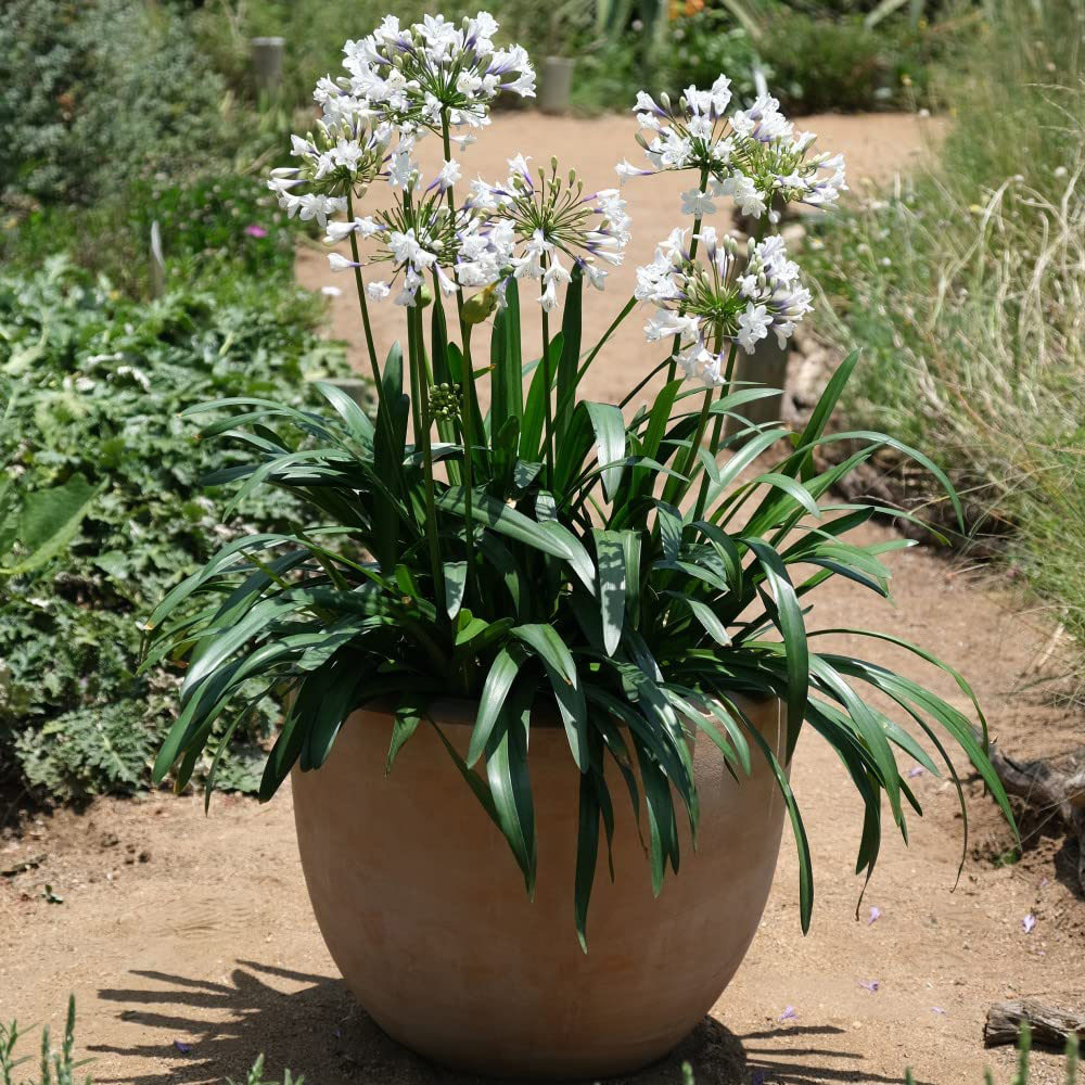 Thompson and Morgan Agapanthus Ever Sparkle Plant Pot 9cm Image 2