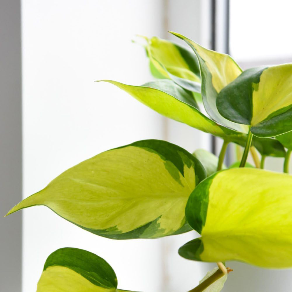 Thompson and Morgan Philodendron Scandens Brasil Plant Pot 10cm Image 3