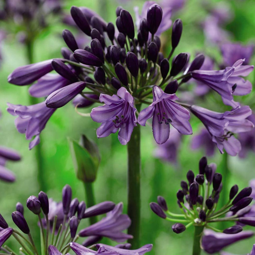 Thompson and Morgan Agapanthus Poppin Purple Potted Plant 9cm Image 6