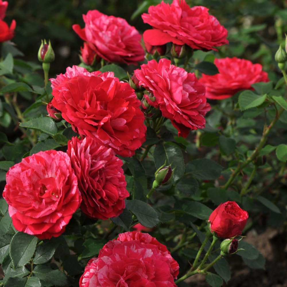 YouGarden Rose Konstantina Plant in Pot 4.5L Image 3