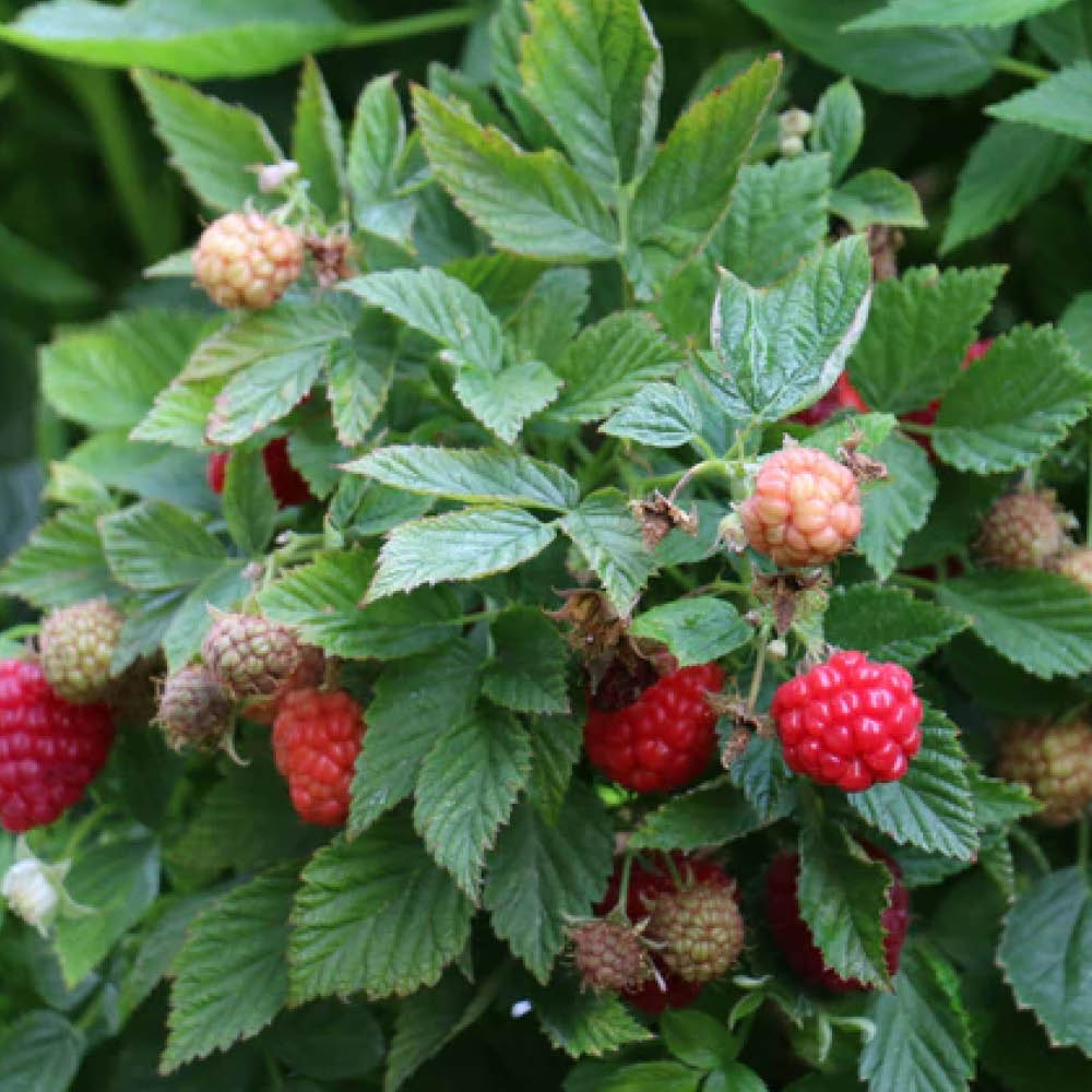 YouGarden Raspberry Lowberry Baby Dwarf Plant in Pot 3L Image 3