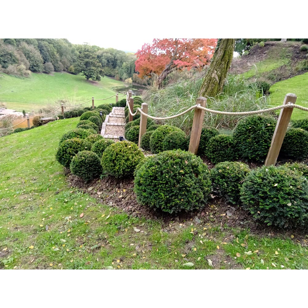 Inspirational Gifting Yew Evergreen Bare Root Hedge Plant Sapling 30-40cm 10 Pack Image 2