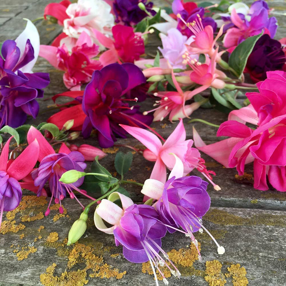 Thompson and Morgan Fuchsia Trailing Mix Hanging Basket 35cm 2 Pack Image 3