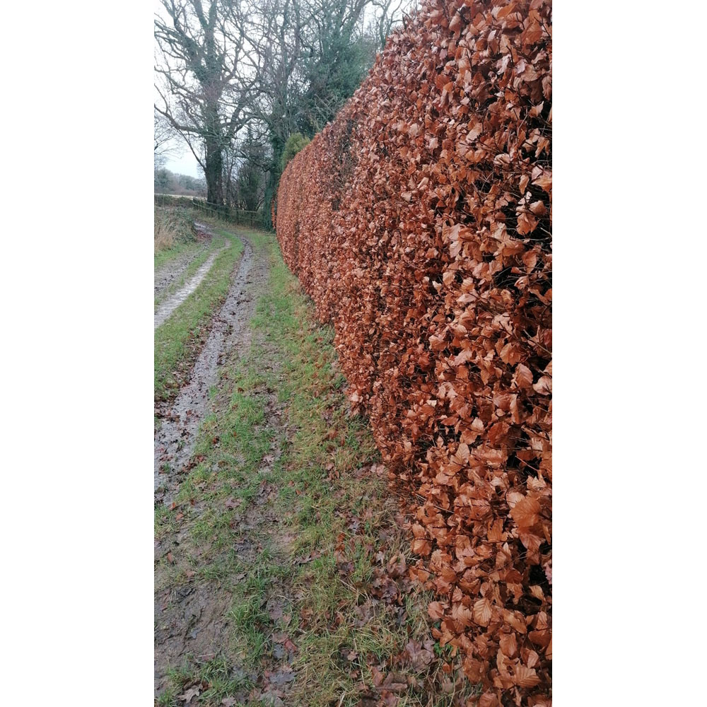 Inspirational Gifting Green Beech Semi-Evergreen Bare Root Hedge Plant Sapling 2-3ft 10 Pack Image 6