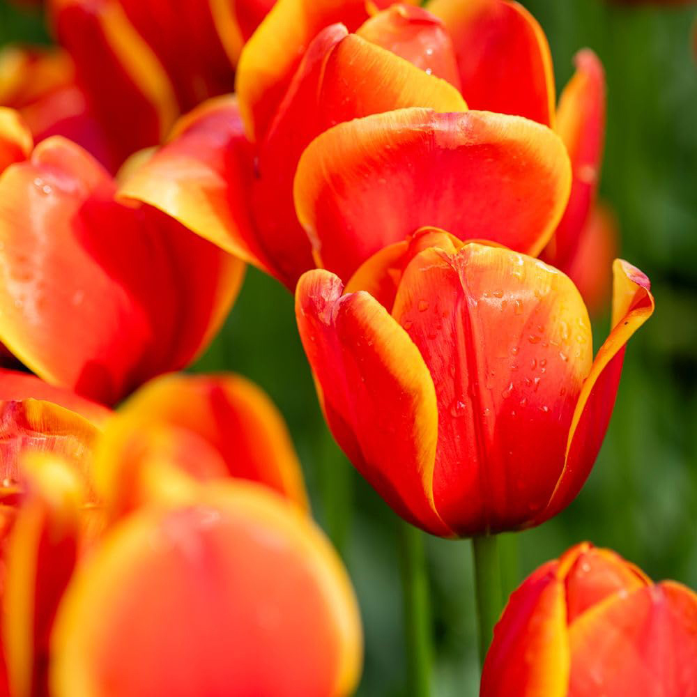 Thompson and Morgan Nurserymans Choice Tulip Planting Bulb 32 Pack Image 3