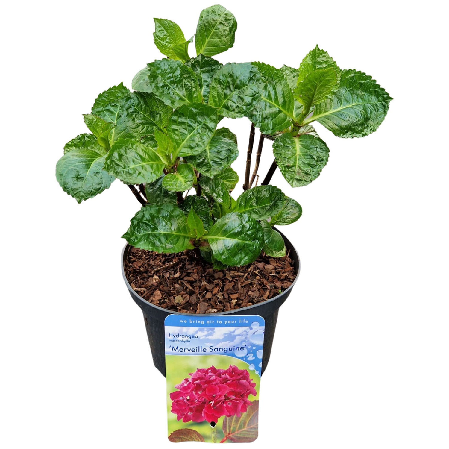 Hydrangea Macrophyllas - Rose Image 2