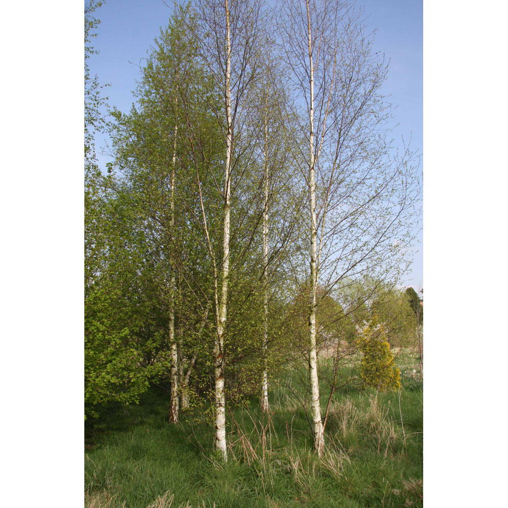 Frank P Matthews Trees Betula Alba Pendula Tree in Pot 12L Image 3