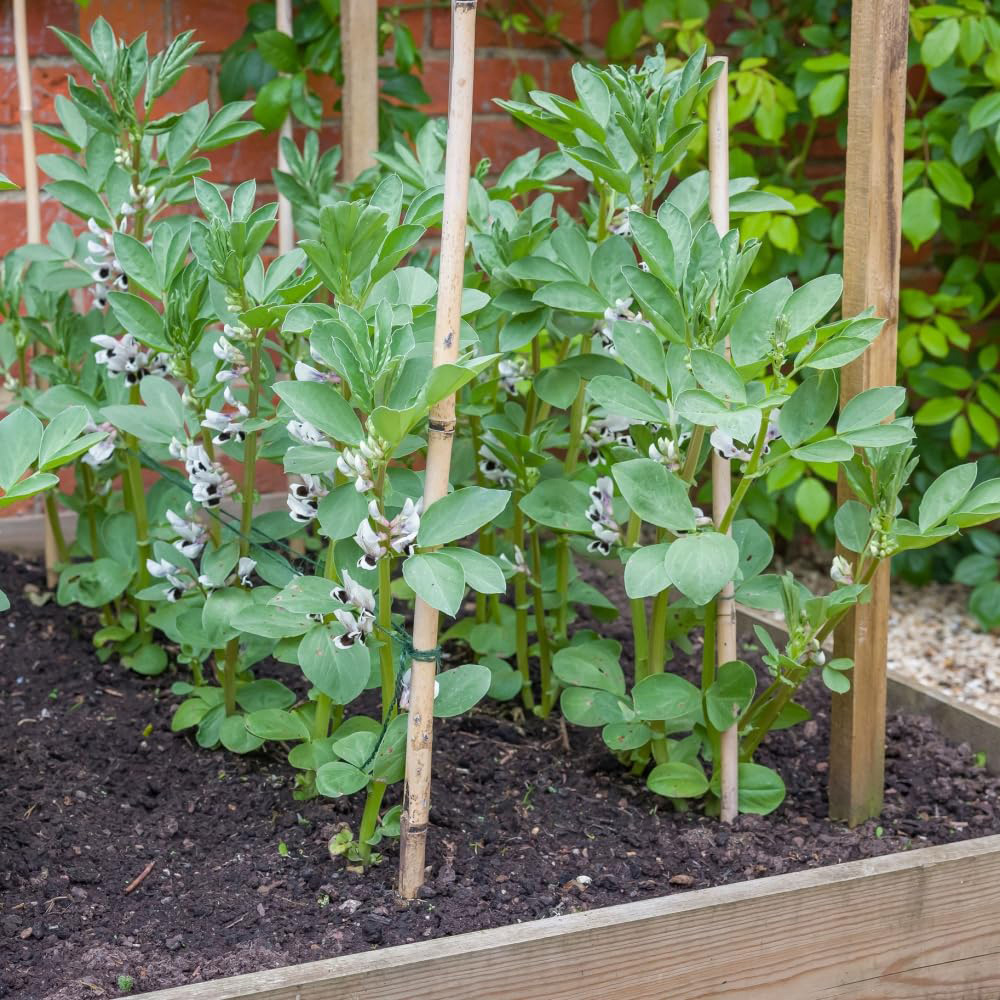 Thompson and Morgan Bean Broad The Sutton Multi Sown Garden Ready Plant 30 Pack Image 3