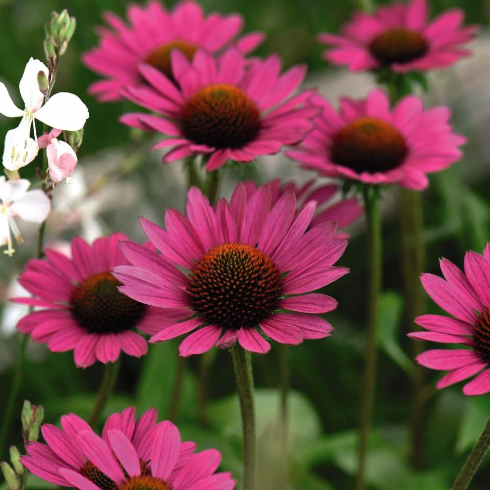 Thompson and Morgan Nurserymans Choice Perennial Cottage Garden Plant Pot 9cm x12 Image 3