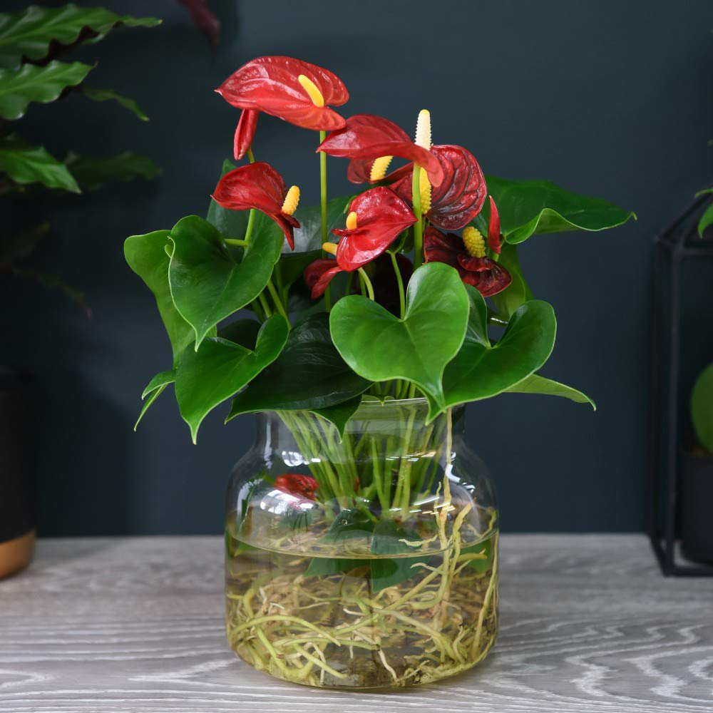 Thompson and Morgan Anthurium Aqua Red in Sierglass Plant Pot 12cm Image 3