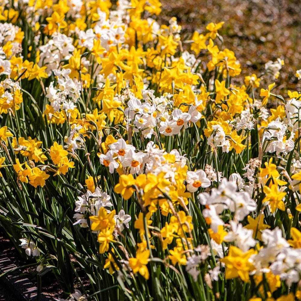Thompson and Morgan Daffodil Mixed Collection Spring Planting Bulb 8 Pack Image 6