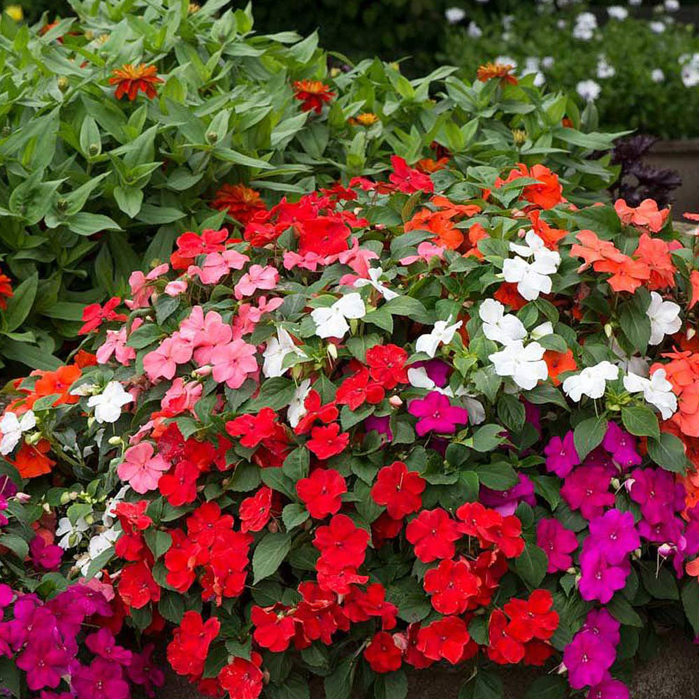 Thompson and Morgan Impatiens Busy Lizzie Beacon Mix Plant Plug 36 Pack Image 2