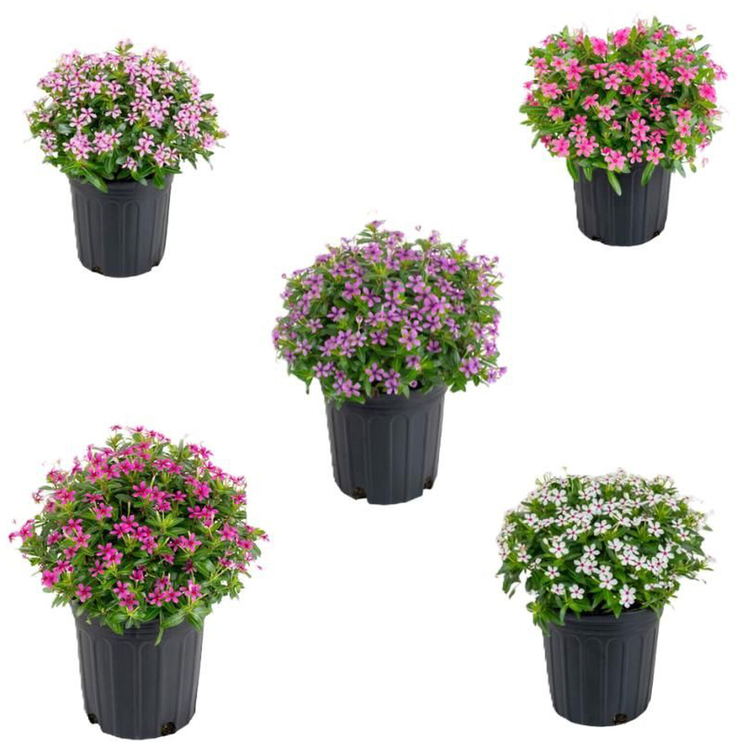 Catharanthus Soiree Mix Plant Image 2