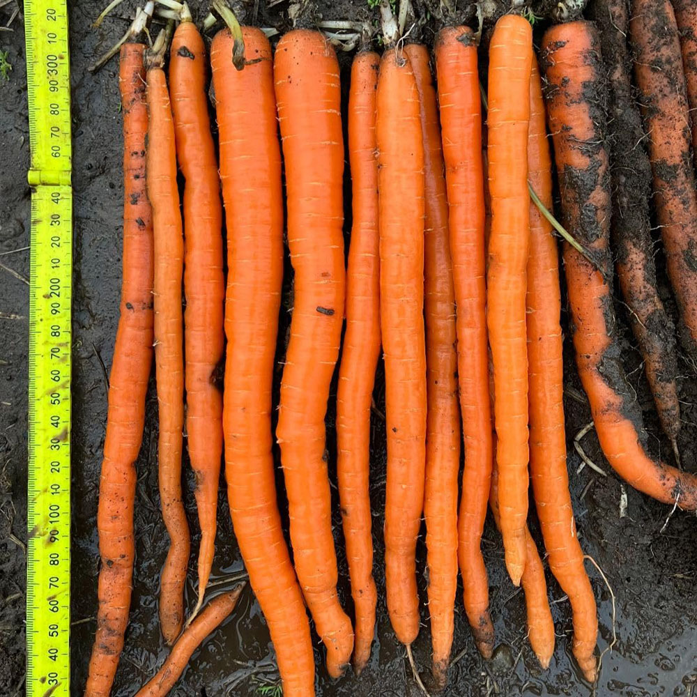 Thompson and Morgan Carrot Daucus Carota Excalibur F1 Seed Packet Image 4