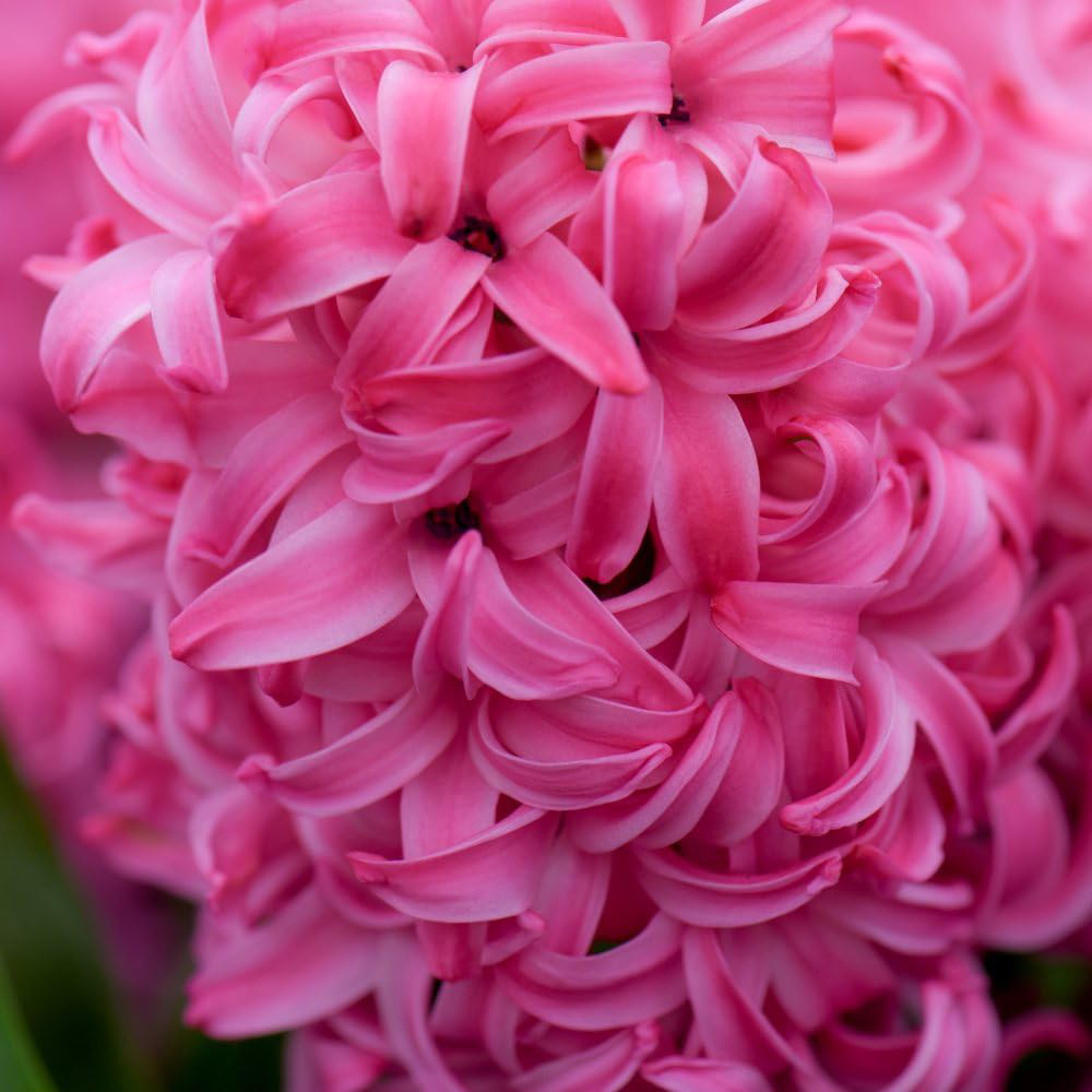 Thompson and Morgan Christmas Gift Hyacinth Scented Pink Pearl 5 Planting Bulb in Pot 16cm 2 Pack Image 4