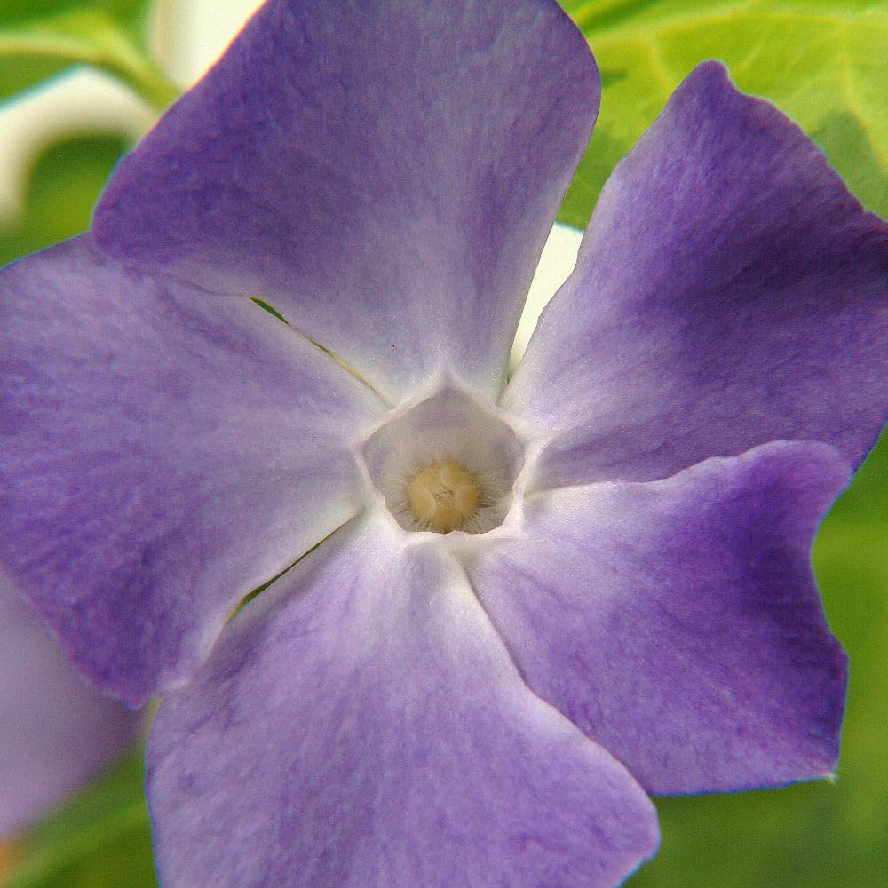 Thompson and Morgan Vinca Major Plant in Pot 9cm 2 Pack Image 2