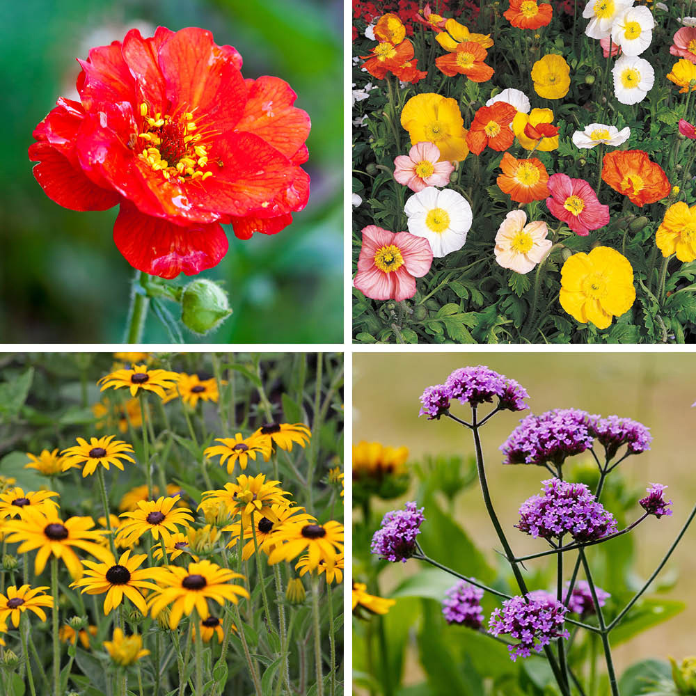 YouGarden Cottage Garden Perennial Collection Plug Plant 12 Pack Image 4