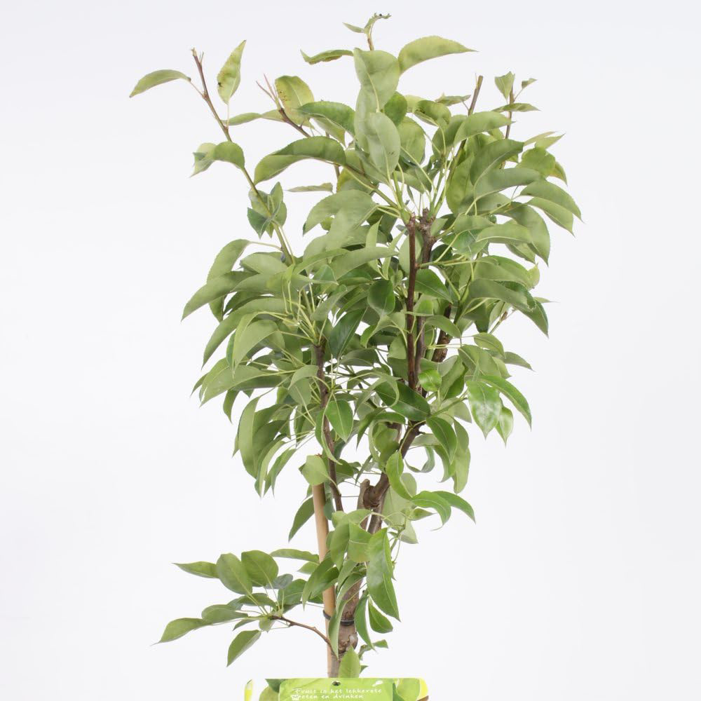Thompson & Morgan Pear Pyrus Conference Patio Standard Quince C Potted Plant 5L Image 3