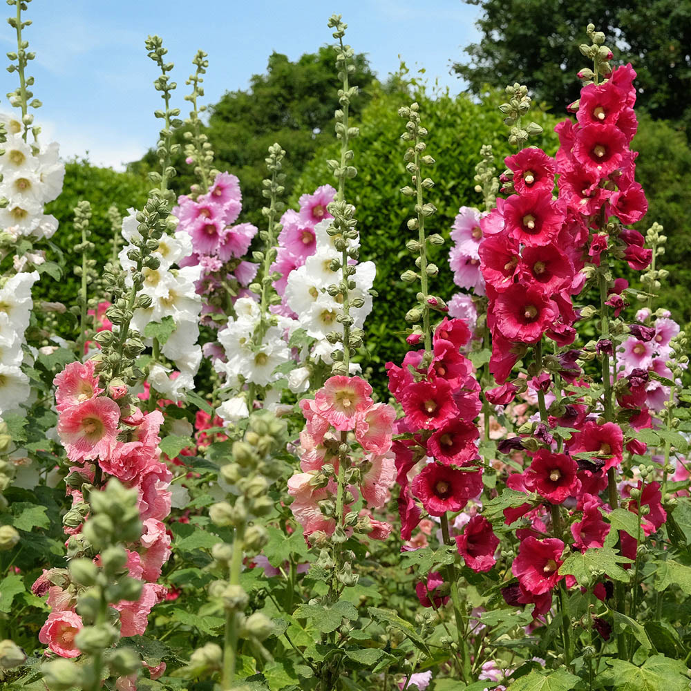 YouGarden Towers Bare Root Collection 25 Pack Image 2