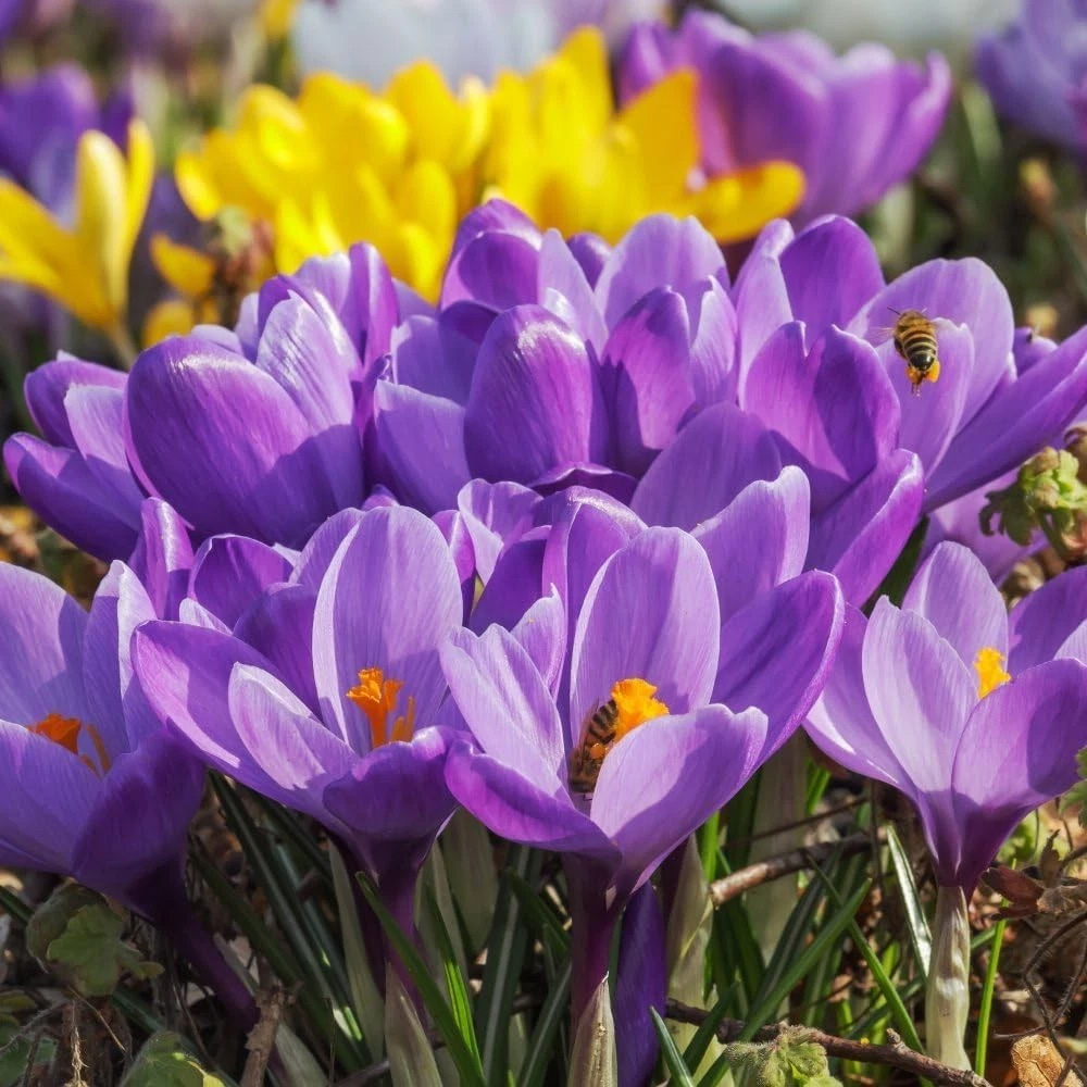 Thompson and Morgan Crocus Dutch Purple Planting Bulb 20 Pack Image 3