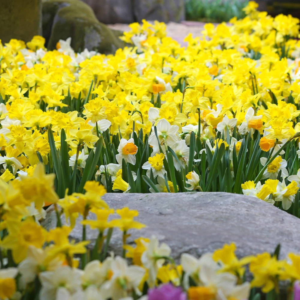 Thompson and Morgan Daffodil Rockgarden Mixed Spring Planting Bulb 80 Pack Image 5