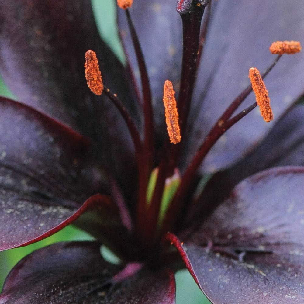 Thompson & Morgan Lily Black Jewel Planting Bulb 5 Pack Image 2