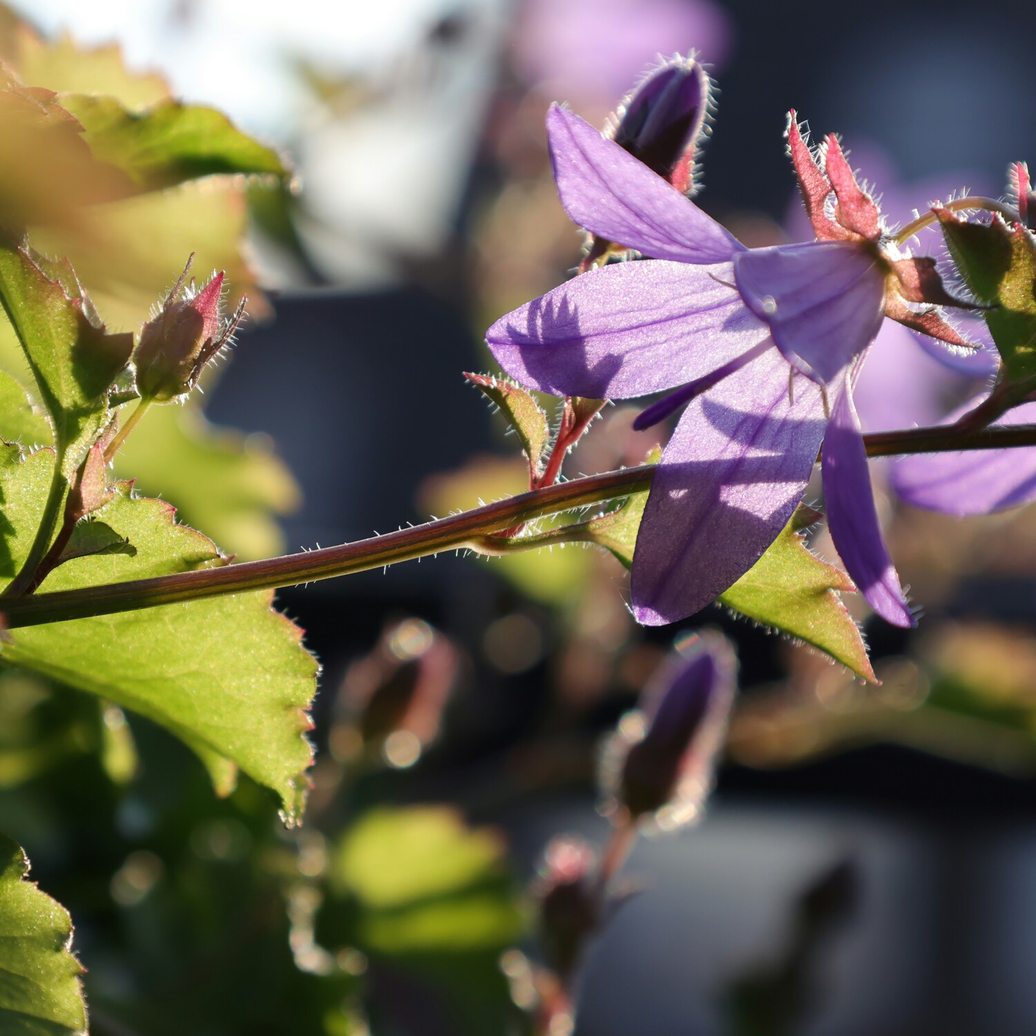 Campanula Portenschlagiana Plant Image 2