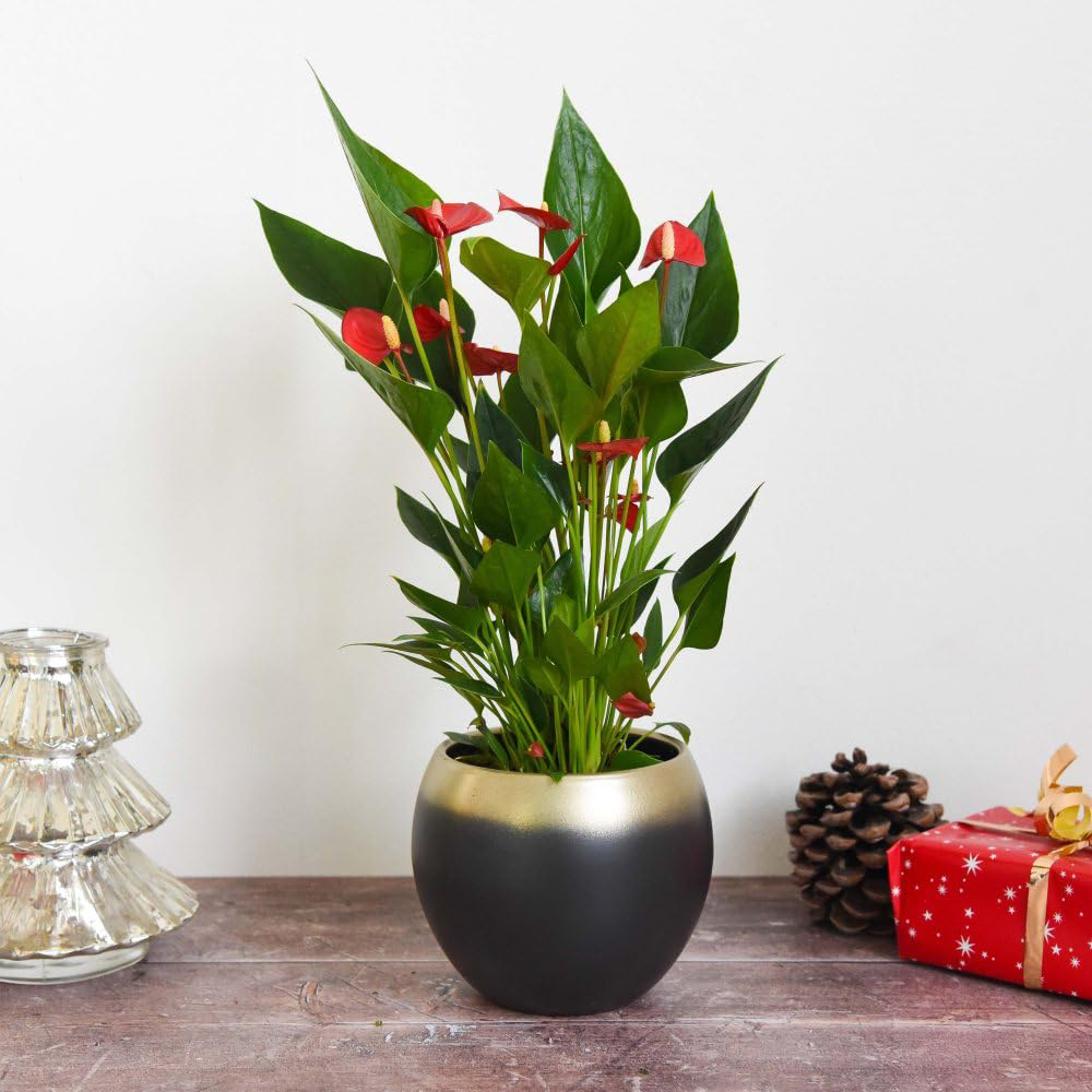 Thompson and Morgan Anthurium Million Flower Plant Ceramic Pot 18cm Image 2