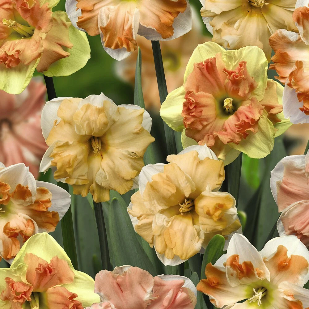 Thompson and Morgan Daffodil Rainbow Butterfly Mixed Spring Planting Bulb 16 Pack Image 4