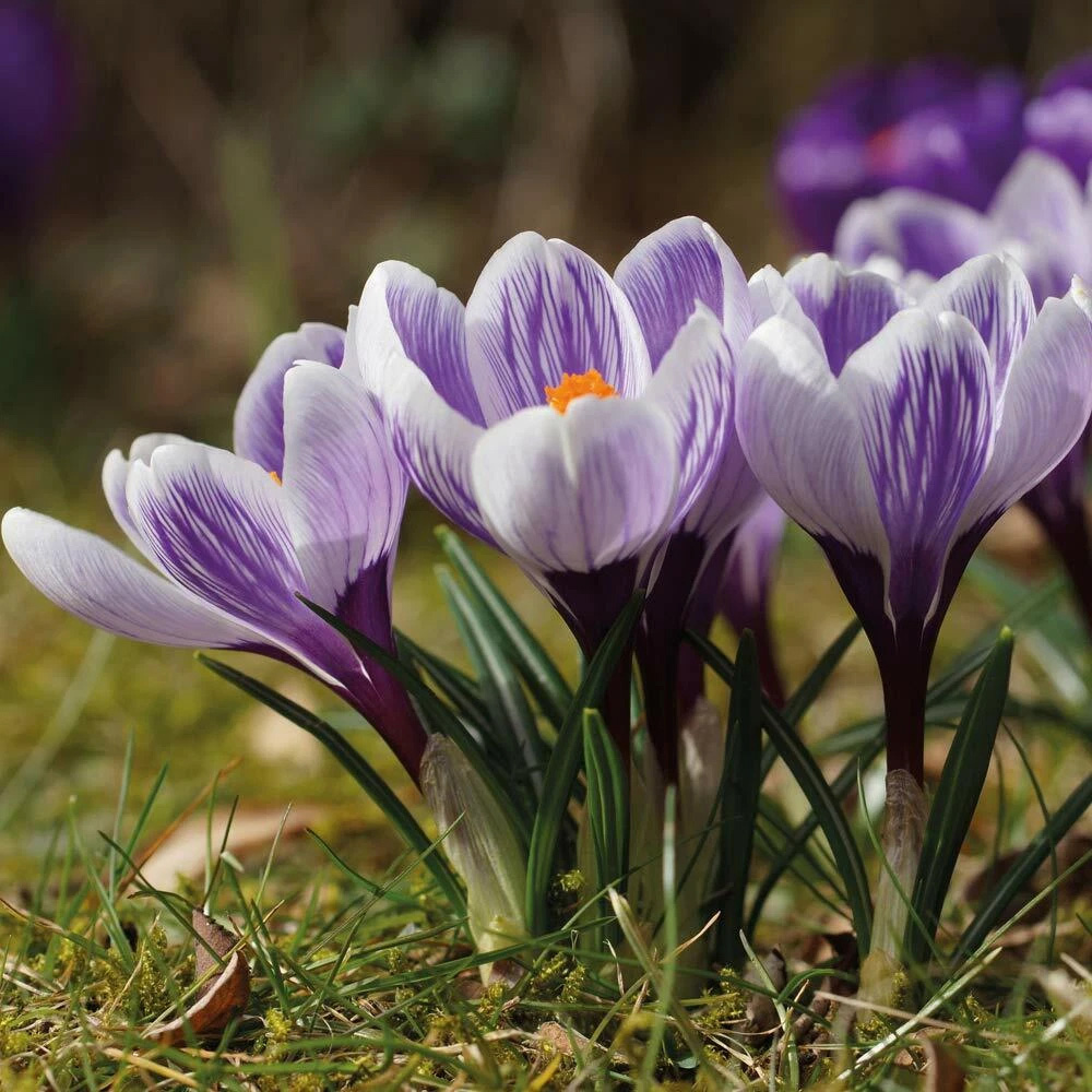 Thompson and Morgan Crocus Bicolour Mix Planting Bulb 40 Pack Image 4