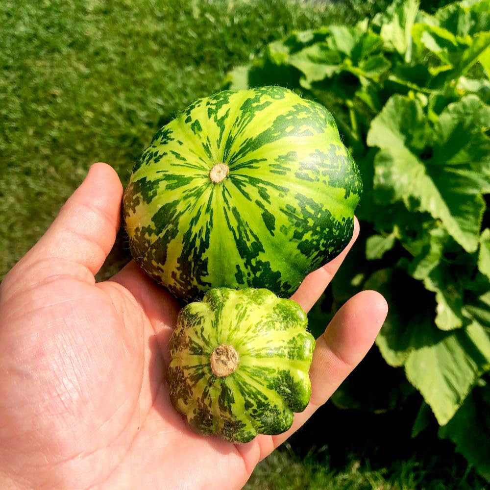 Thompson and Morgan Patty Pan Squash Green Disc F1 Seed Packet Image 2