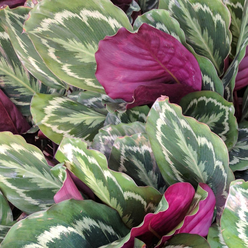 Thompson and Morgan Calatheas Roseopicta Medallion Potted Plant 12cm 3 Pack Image 3