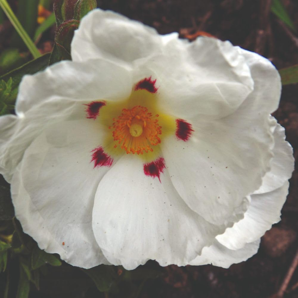 Thompson and Morgan Cistus x Purpureus Alan Fradd Plant Pot 9cm 3 Pack Image 2