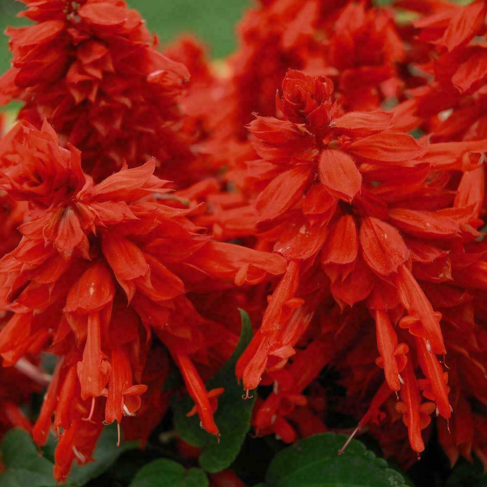 Thompson and Morgan Nurserymans Choice Annual Bedding Mixed Plant Plug 36 Pack Image 7