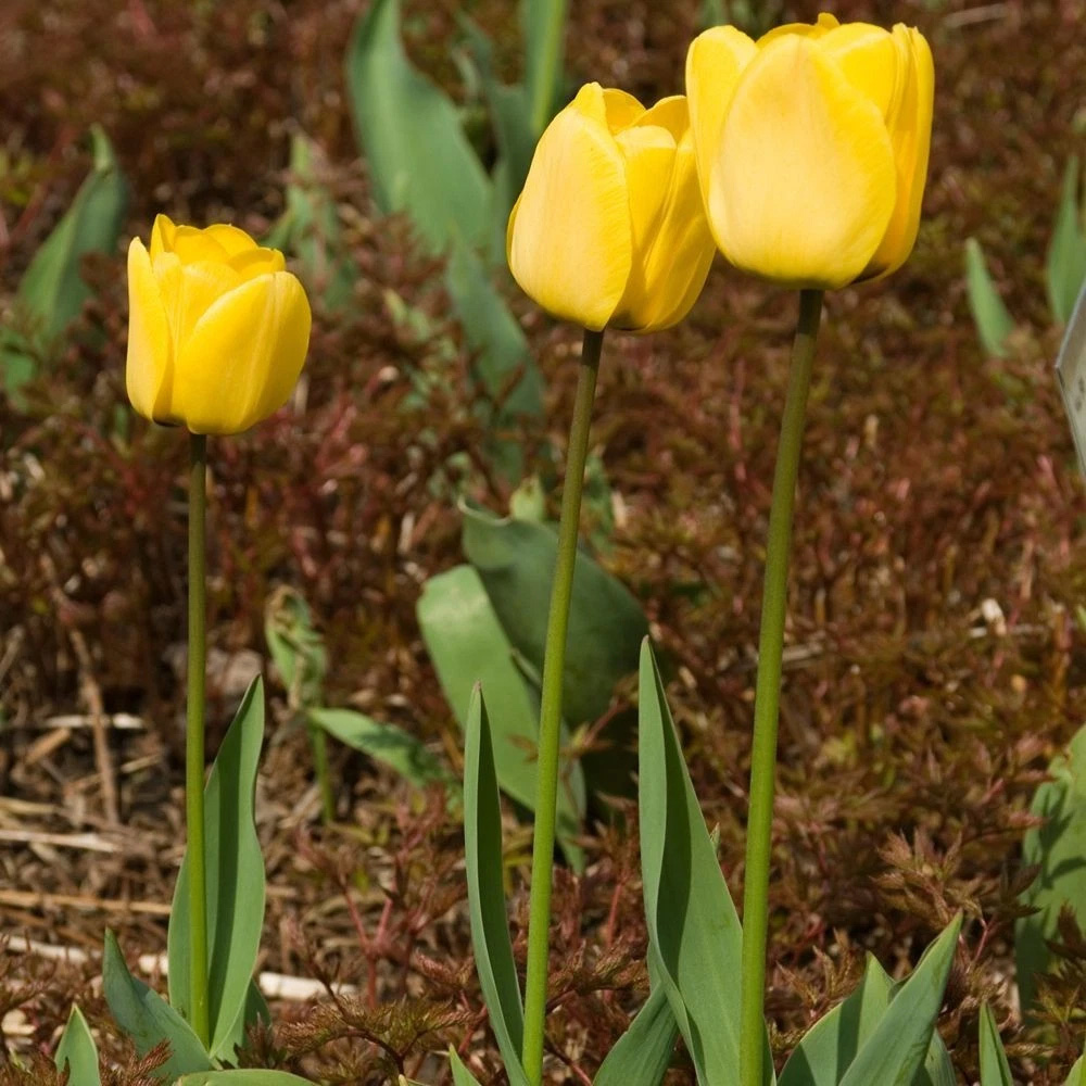 Thompson and Morgan Tulip Darwin Hybrid Golden Apeldoorn Autumn Planting Bulb 8 Pack Image 5