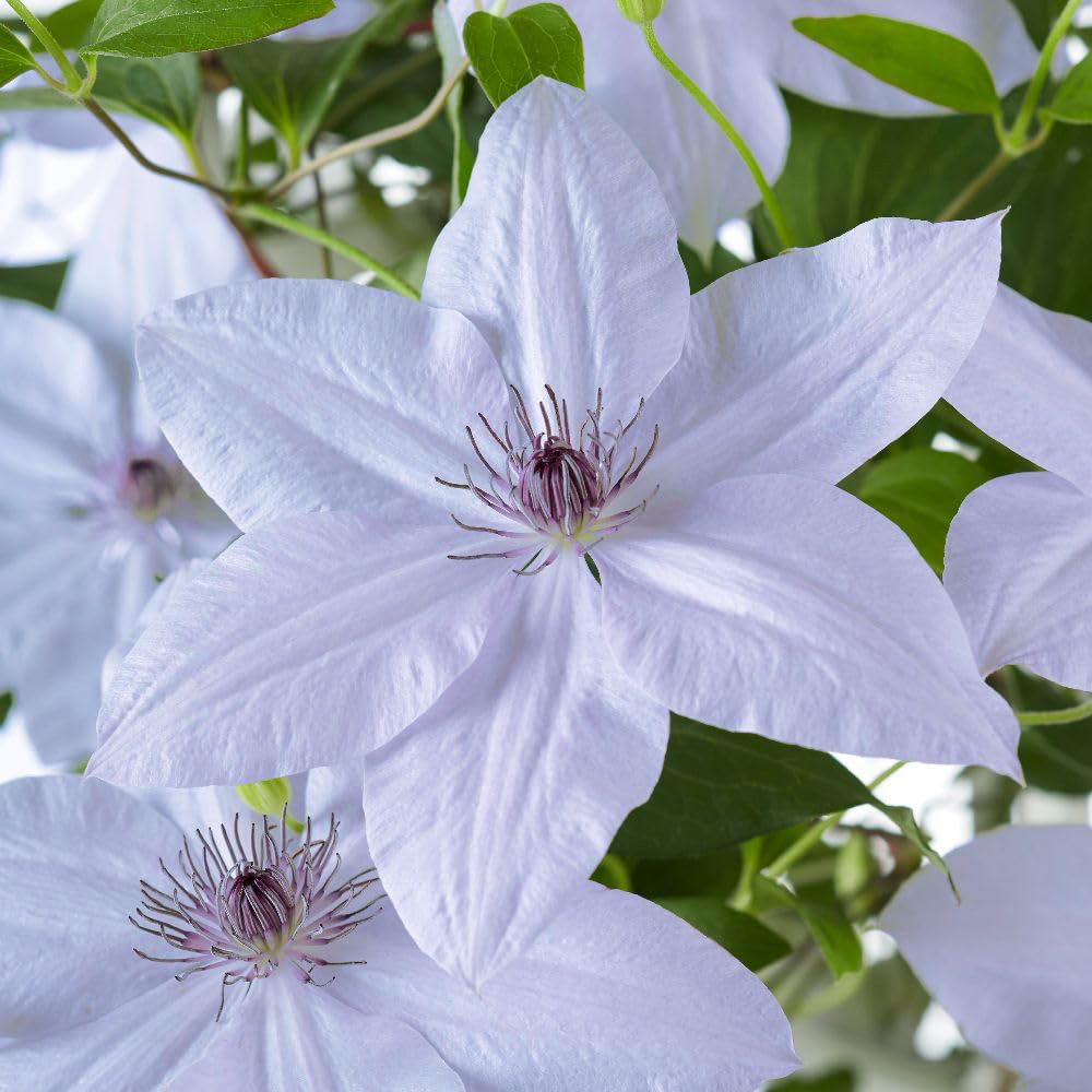 Thompson and Morgan Clematis Boulevard Bernadine Plant Pot 10.5cm Image 3