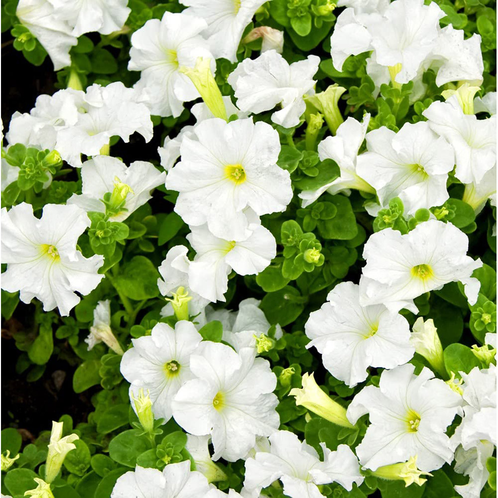 Thompson and Morgan Petunia Express Mixed Garden Ready Plant 30 Pack Image 4