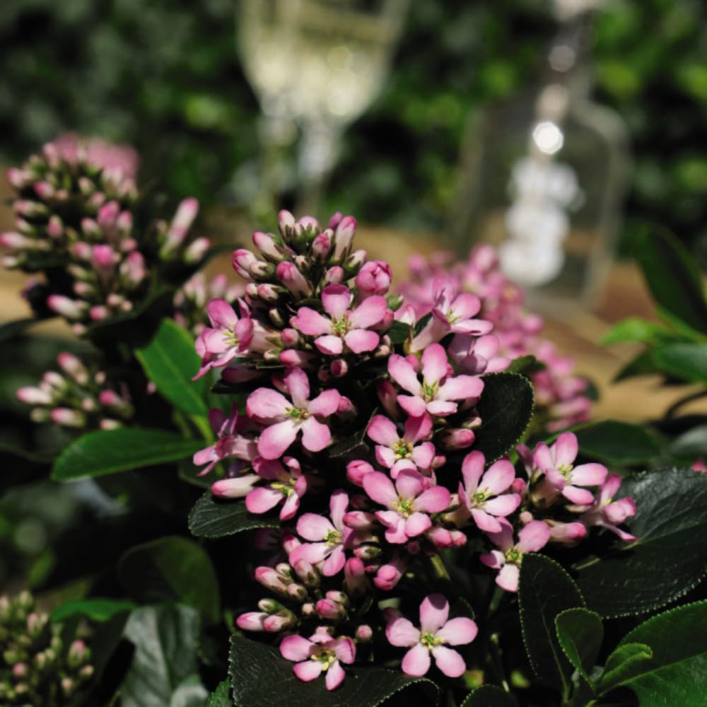 Thompson and Morgan Escallonia Laevis Pink Elle Plant Pot 9cm 3 Pack Image 4