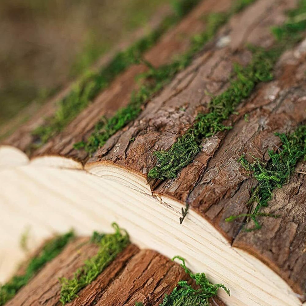Marco Paul Hedgehog House with Moss Image 6