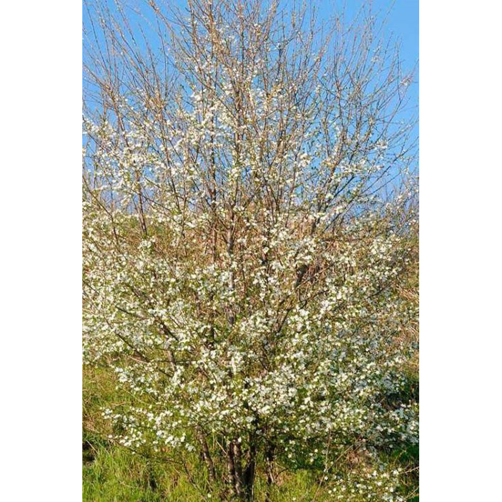 Inspirational Gifting Cherry Plum Bare Root Hedge Plant Saplings 2-3ft 10 Pack Image 4