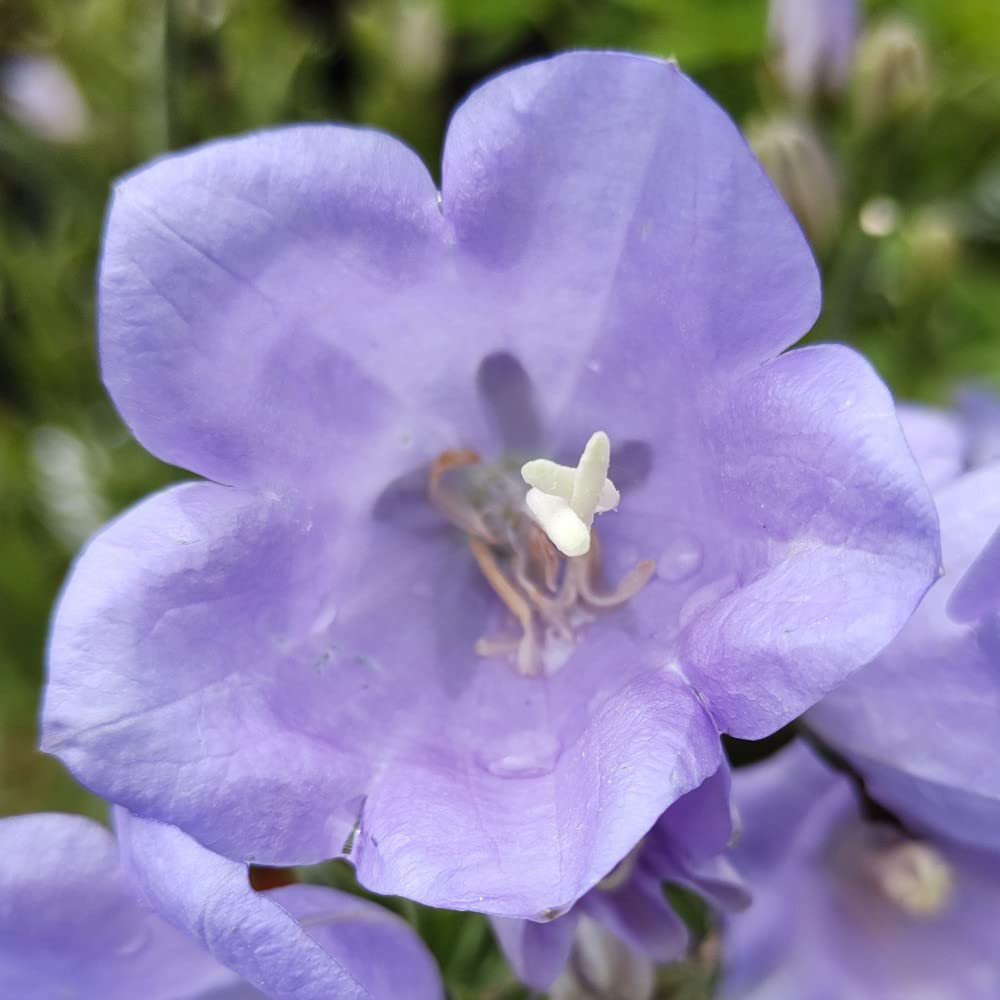 Thompson and Morgan Campanula Persicifolia Takion Blue Garden Ready Plant 30 Pack Image 5