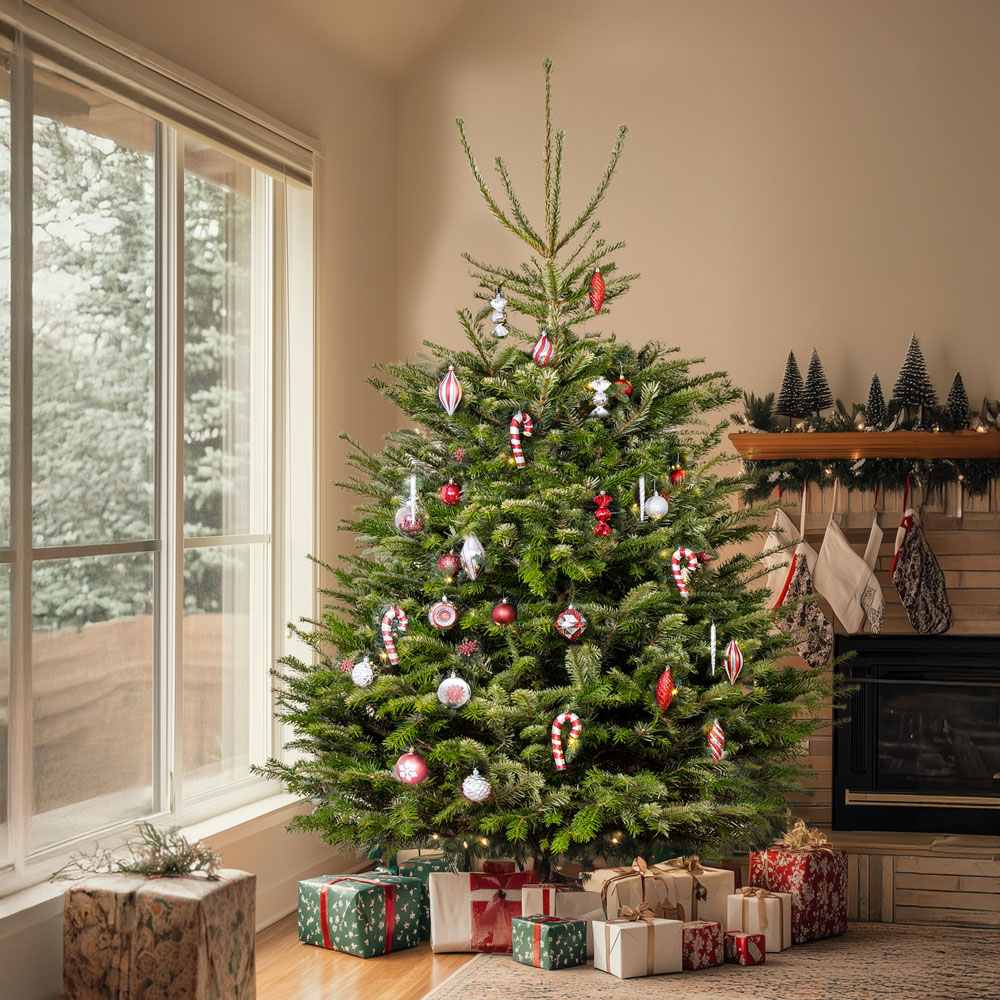 GardenersDream Nordmann Fir Cut Real Christmas Tree 5ft - Delivery 7th - 11th December Image 3