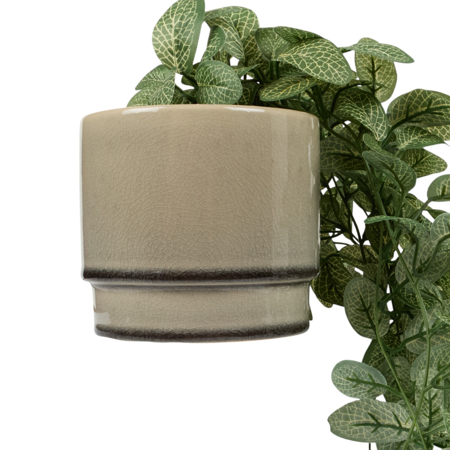 Trailing Fittonia in Pot Sage Image 2